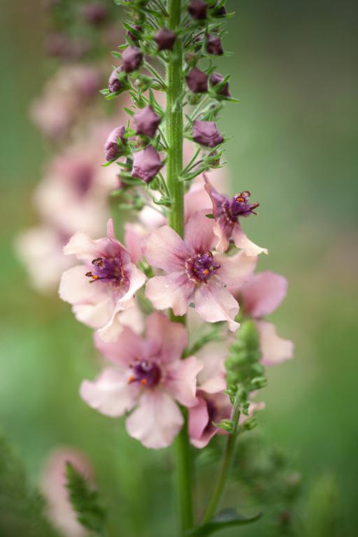 Verbascum hybridum, 'Southern Charm' Seeds £3.15 from Chiltern Seeds - Chiltern Seeds Secure Online Seed Catalogue and Shop